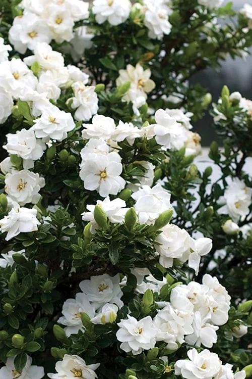 Double Mint Gardenia - 2 Gallon Pot 5 Double Mint Gardenia - 2 Gallon Pot - Image 4