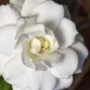 Double Mint Gardenia - 2 Gallon Pot 1 Double Mint Gardenia - 2 Gallon Pot -Bush Sale Shop Gardenia Double Mint 5 3