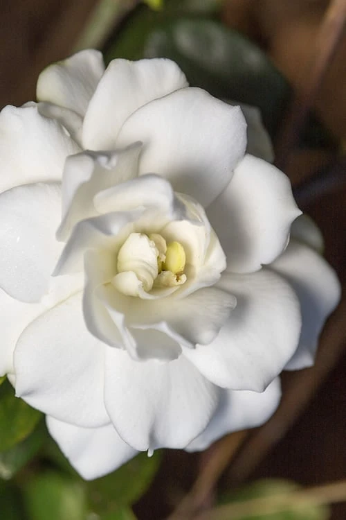 Double Mint Gardenia - 2 Gallon Pot 2 Double Mint Gardenia - 2 Gallon Pot