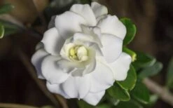 Double Mint Gardenia - 1 Gallon Pot 15 Double Mint Gardenia - 1 Gallon Pot -Bush Sale Shop Gardenia Double Mint 6 2