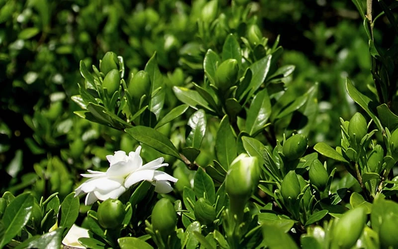 Double Mint Gardenia - 3 Gallon Pot 8 Double Mint Gardenia - 3 Gallon Pot - Image 6
