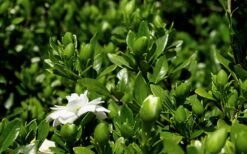 Double Mint Gardenia - 1 Gallon Pot 14 Double Mint Gardenia - 1 Gallon Pot -Bush Sale Shop Gardenia Double Mint 7 2