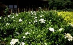 Double Mint Gardenia - 2 Gallon Pot 12 Double Mint Gardenia - 2 Gallon Pot -Bush Sale Shop Gardenia Double Mint 8 3