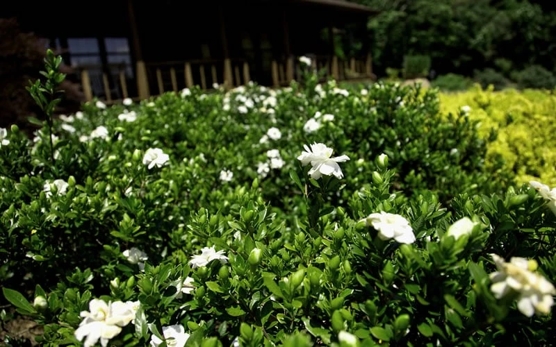 Double Mint Gardenia - 2 Gallon Pot 6 Double Mint Gardenia - 2 Gallon Pot - Image 5
