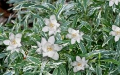 Variegated Creeping Dwarf Gardenia - 6 Pack Of 1 Gallon Pots 9 Variegated Creeping Dwarf Gardenia - 6 Pack Of 1 Gallon Pots -Bush Sale Shop Gardenia Dwarf Radicans Variegated 3 1