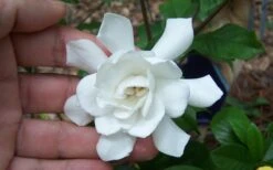 Fall In Love Cold Hardy Gardenia - 1 Gallon Pot 11 Fall In Love Cold Hardy Gardenia - 1 Gallon Pot -Bush Sale Shop Gardenia Fall In Love