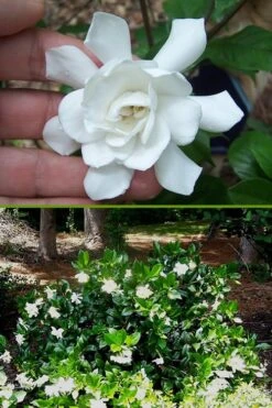 Fall In Love Cold Hardy Gardenia - 1 Gallon Pot 12 Fall In Love Cold Hardy Gardenia - 1 Gallon Pot -Bush Sale Shop Gardenia Fall In Love BS