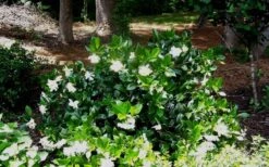 Fall In Love Cold Hardy Gardenia - 1 Gallon Pot 13 Fall In Love Cold Hardy Gardenia - 1 Gallon Pot -Bush Sale Shop Gardenia Fallin In Love Shrub