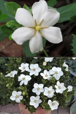 Hardy Fragrant Daisy Gardenia Bush - 2.5 Quart Pot 14 Hardy Fragrant Daisy Gardenia Bush - 2.5 Quart Pot -Bush Sale Shop Gardenia Hardy Daisy 500x750 4