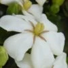 Heaven Scent Gardenia - 1 Gallon Pot 1 Heaven Scent Gardenia - 1 Gallon Pot -Bush Sale Shop Gardenia Heaven Scent 15 1