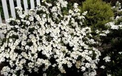 Heaven Scent Gardenia - 1 Gallon Pot 11 Heaven Scent Gardenia - 1 Gallon Pot -Bush Sale Shop Gardenia Heaven Scent 17 1