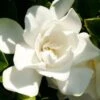 Jubilation Gardenia - 3 Gallon Pot -Bush Sale Shop Gardenia Jubilation BS 2