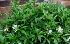 Radicans Creeping Dwarf Gardenia - 6 Pack Of 1 Gallon Pots 16 Radicans Creeping Dwarf Gardenia - 6 Pack Of 1 Gallon Pots -Bush Sale Shop Gardenia Radicans 53