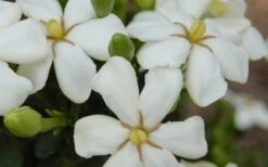 ScentAmazing Gardenia - 1 Gallon Pot 11 ScentAmazing Gardenia - 1 Gallon Pot -Bush Sale Shop Gardenia Scentamazing 20