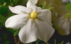 ScentAmazing Gardenia - 1 Gallon Pot 13 ScentAmazing Gardenia - 1 Gallon Pot -Bush Sale Shop Gardenia Scentamazing Closeup