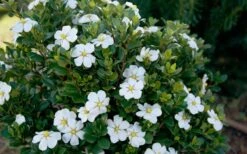ScentAmazing Gardenia - 2 Gallon Pot 12 ScentAmazing Gardenia - 2 Gallon Pot -Bush Sale Shop Gardenia Scentamazing Shrub 1