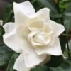 Sweet Tea Gardenia - 3 Gallon Pot 2 Sweet Tea Gardenia - 3 Gallon Pot -Bush Sale Shop Gardenia Sweet Tea 3