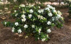Sweet Tea Gardenia - 3 Gallon Pot 10 Sweet Tea Gardenia - 3 Gallon Pot -Bush Sale Shop Gardenia Sweet Tea 5