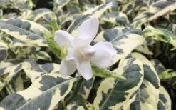 Variegated August Beauty Gardenia - 3 Gallon Pot 10 Variegated August Beauty Gardenia - 3 Gallon Pot -Bush Sale Shop Gardenia Variegated 1 1