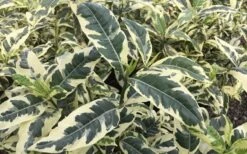 Variegated Gardenia - 1 Gallon Pot -Bush Sale Shop Gardenia Variegated 2
