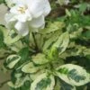 Variegated Gardenia - 1 Gallon Pot -Bush Sale Shop Gardenia Variegated BS