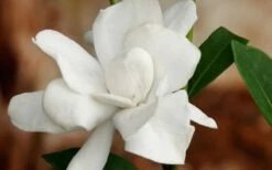 Jubilation Gardenia - 1 Gallon Pot 11 Jubilation Gardenia - 1 Gallon Pot -Bush Sale Shop GardeniaJubilation 2 4