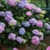 All Summer Beauty Hydrangea - 3 Gallon Pot 1 All Summer Beauty Hydrangea - 3 Gallon Pot -Bush Sale Shop Hydrangea All Summer Beauty 3
