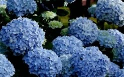 Big Daddy Hydrangea - 2 Gallon Pot -Bush Sale Shop Hydrangea Big Daddy