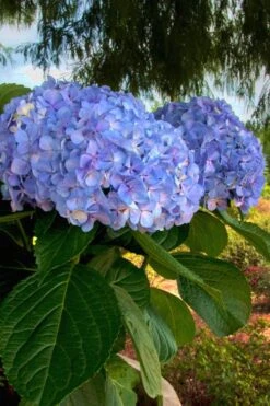 Big Daddy Hydrangea - 1 Gallon Pot 10 Big Daddy Hydrangea - 1 Gallon Pot -Bush Sale Shop Hydrangea Big Daddy 500x750 3
