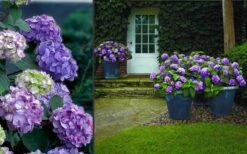 Bloomstruck Endless Summer Hydrangea - 3 Gallon Pot 12 Bloomstruck Endless Summer Hydrangea - 3 Gallon Pot -Bush Sale Shop Hydrangea Bloomstruck 2 1