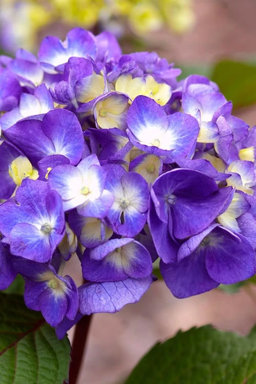 Bloomstruck Endless Summer Hydrangea - 1 Gallon Pot 3 Bloomstruck Endless Summer Hydrangea - 1 Gallon Pot