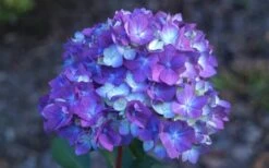 Bloomstruck Endless Summer Hydrangea - 3 Gallon Pot 11 Bloomstruck Endless Summer Hydrangea - 3 Gallon Pot -Bush Sale Shop Hydrangea Bloomstruck Bloom 1