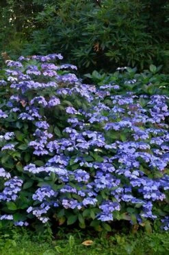 Blue Wave Lacecap Hydrangea - 3 Gallon Pot 15 Blue Wave Lacecap Hydrangea - 3 Gallon Pot -Bush Sale Shop Hydrangea Blue Wave 1