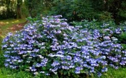 Blue Wave Lacecap Hydrangea - 3 Gallon Pot 14 Blue Wave Lacecap Hydrangea - 3 Gallon Pot -Bush Sale Shop Hydrangea Blue Wave 2