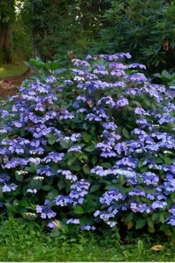 Blue Wave Lacecap Hydrangea - 3 Gallon Pot 13 Blue Wave Lacecap Hydrangea - 3 Gallon Pot -Bush Sale Shop Hydrangea Blue Wave 3