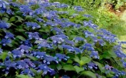 Bluebird Hydrangea - 3 Gallon Pot 9 Bluebird Hydrangea - 3 Gallon Pot -Bush Sale Shop Hydrangea Bluebird 3