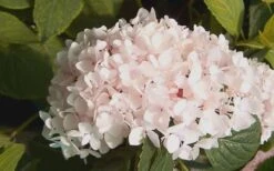 Blushing Bride Endless Summer Hydrangea - 2 Gallon Pot -Bush Sale Shop Hydrangea Blushing Bride 2