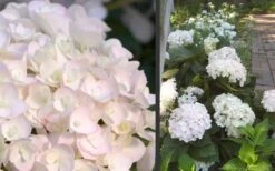 Blushing Bride Endless Summer Hydrangea - 3 Gallon Pot 11 Blushing Bride Endless Summer Hydrangea - 3 Gallon Pot -Bush Sale Shop Hydrangea Blushing Bride 3