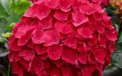 Cardinal Red Hydrangea - 6 Pack Of 1 Gallon Pots 10 Cardinal Red Hydrangea - 6 Pack Of 1 Gallon Pots -Bush Sale Shop Hydrangea Cardinal