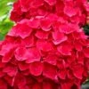 Cardinal Red Hydrangea - 1 Gallon Pot 1 Cardinal Red Hydrangea - 1 Gallon Pot -Bush Sale Shop Hydrangea Cardinal Red BS 1