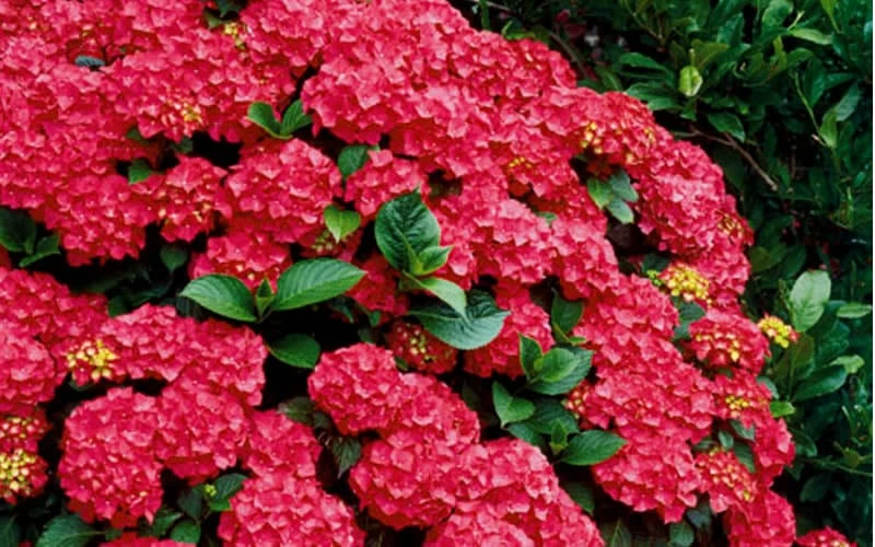 Cardinal Red Hydrangea - 3 Gallon Pot 6 Cardinal Red Hydrangea - 3 Gallon Pot - Image 5