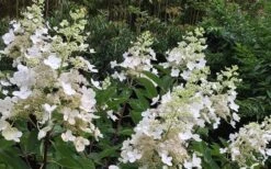 Kyushu Hydrangea - 3 Gallon Pot 17 Kyushu Hydrangea - 3 Gallon Pot -Bush Sale Shop Hydrangea Chantilly Lace 1