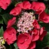 Cherry Explosion Hydrangea - 1 Gallon Pot 2 Cherry Explosion Hydrangea - 1 Gallon Pot -Bush Sale Shop Hydrangea Cherry Explosion 1 1