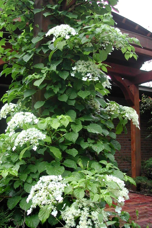 Climbing Hydrangea 'Petiolaris' - 2 Gallon Pot 10 Climbing Hydrangea 'Petiolaris' - 2 Gallon Pot - Image 8