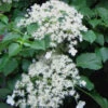 Climbing Hydrangea 'Petiolaris' - 2 Gallon Pot 2 Climbing Hydrangea 'Petiolaris' - 2 Gallon Pot -Bush Sale Shop Hydrangea Climbing Petiolaris 11
