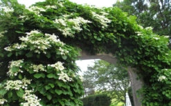 Climbing Hydrangea 'Petiolaris' - 2 Gallon Pot 21 Climbing Hydrangea 'Petiolaris' - 2 Gallon Pot -Bush Sale Shop Hydrangea Climbing Petiolaris 13
