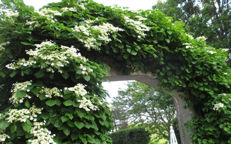 Climbing Hydrangea 'Petiolaris' - 2 Gallon Pot 11 Climbing Hydrangea 'Petiolaris' - 2 Gallon Pot - Image 9