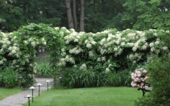 Climbing Hydrangea 'Petiolaris' - 2 Gallon Pot 22 Climbing Hydrangea 'Petiolaris' - 2 Gallon Pot -Bush Sale Shop Hydrangea Climbing Petiolaris 16