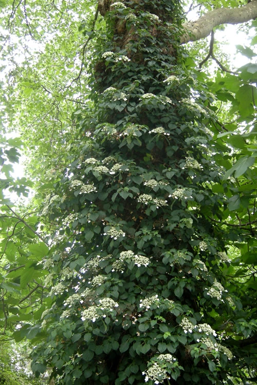 Climbing Hydrangea 'Petiolaris' - 2 Gallon Pot 8 Climbing Hydrangea 'Petiolaris' - 2 Gallon Pot - Image 6