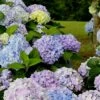 Dear Dolores Hydrangea - 3 Gallon Pot 1 Dear Dolores Hydrangea - 3 Gallon Pot -Bush Sale Shop Hydrangea Dear Delores 500x750 1